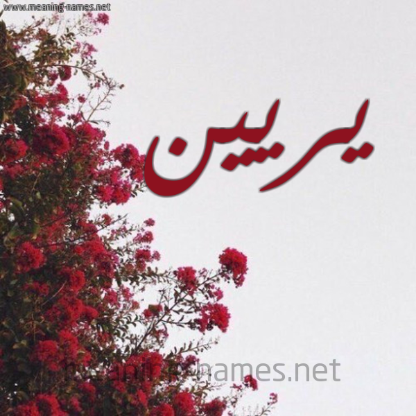 شكل 18 صوره الورد الأحمر للإسم بخط رقعة صورة اسم يريين Raine