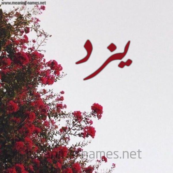 شكل 18 صوره الورد الأحمر للإسم بخط رقعة صورة اسم يزد Yzd
