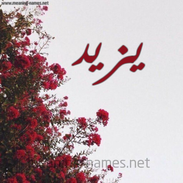شكل 18 صوره الورد الأحمر للإسم بخط رقعة صورة اسم يزيد Yazed