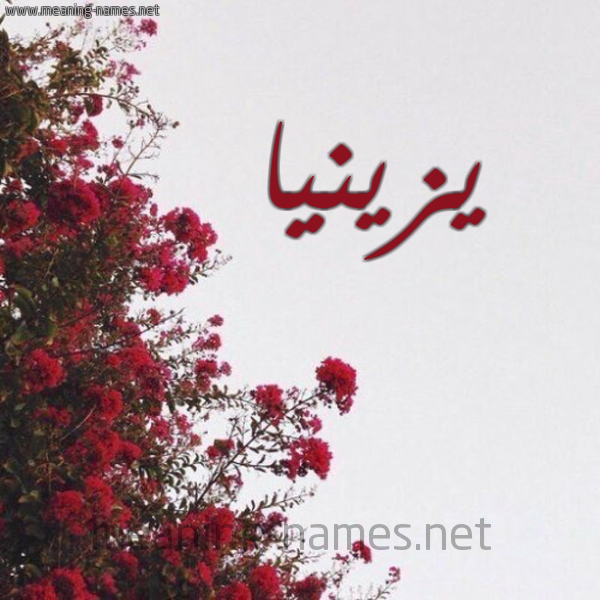 شكل 18 صوره الورد الأحمر للإسم بخط رقعة صورة اسم يزينيا Zinnia