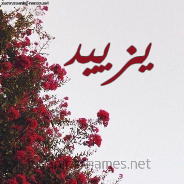 شكل 18 صوره الورد الأحمر للإسم بخط رقعة صورة اسم يزييد Yazeed