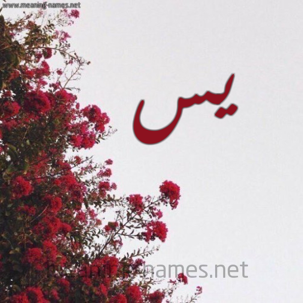 شكل 18 صوره الورد الأحمر للإسم بخط رقعة صورة اسم يس yassin