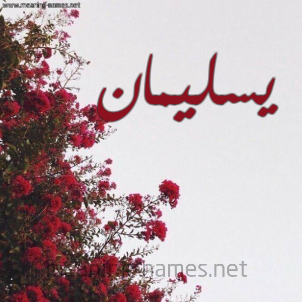 شكل 18 صوره الورد الأحمر للإسم بخط رقعة صورة اسم يسليمان sulaiman