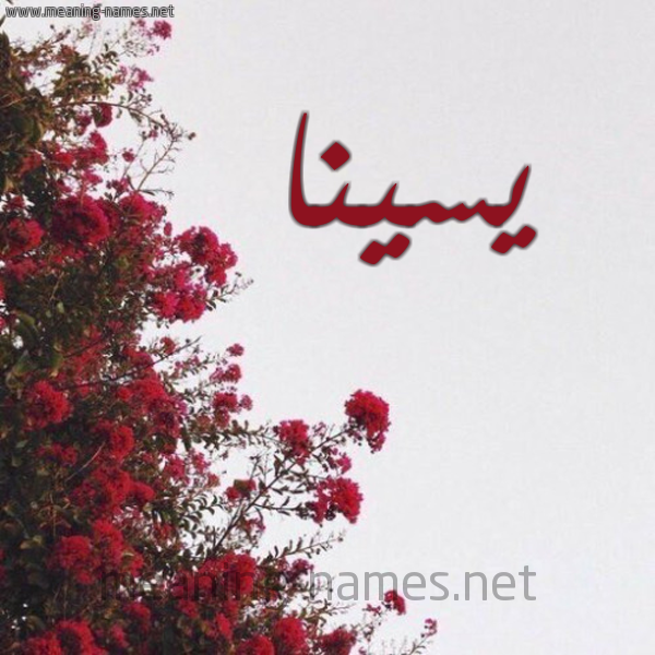 شكل 18 صوره الورد الأحمر للإسم بخط رقعة صورة اسم يسينا Sena