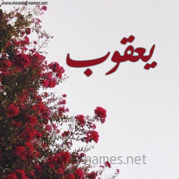 شكل 18 صوره الورد الأحمر للإسم بخط رقعة صورة اسم يعقوب Yaqub