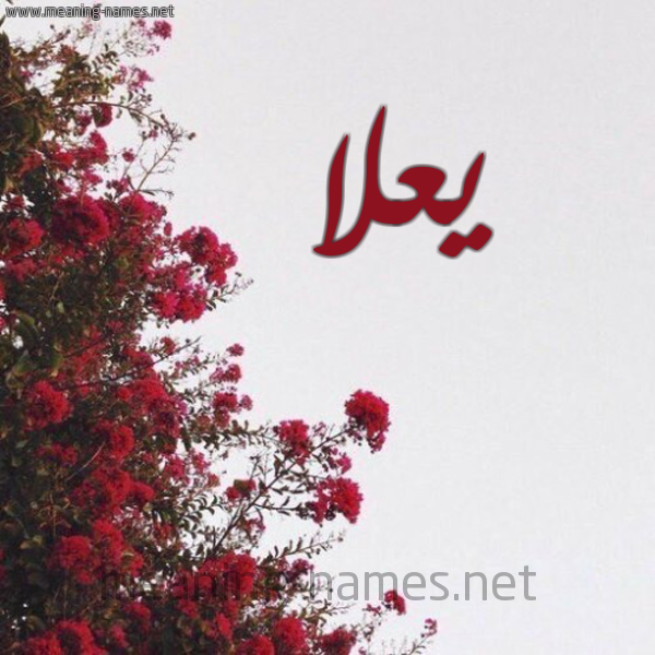 شكل 18 صوره الورد الأحمر للإسم بخط رقعة صورة اسم يعلا Ola