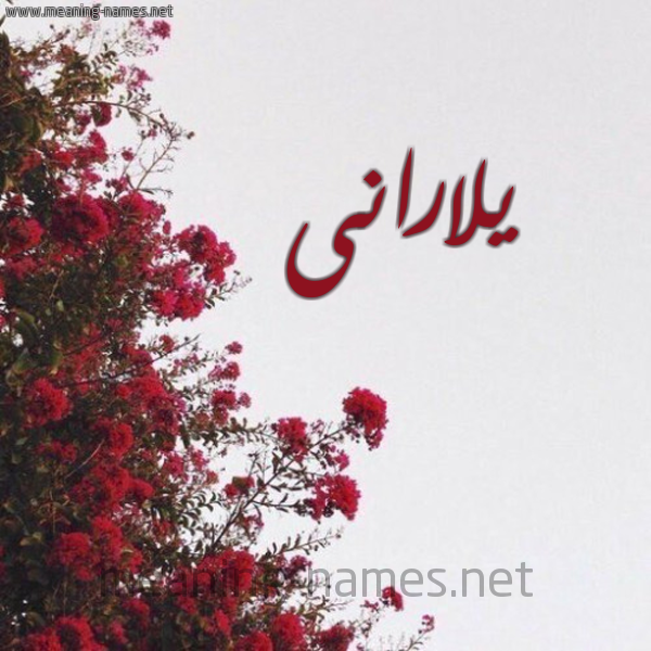 شكل 18 صوره الورد الأحمر للإسم بخط رقعة صورة اسم يلارانى laran