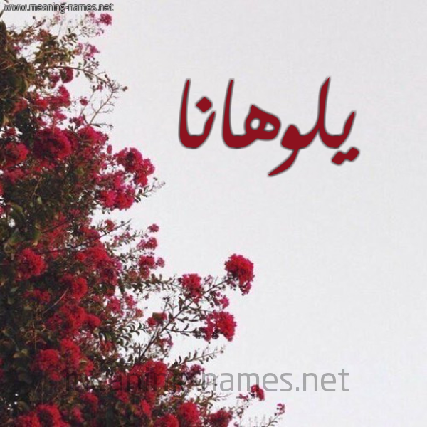 شكل 18 صوره الورد الأحمر للإسم بخط رقعة صورة اسم يلوهانا Lohana