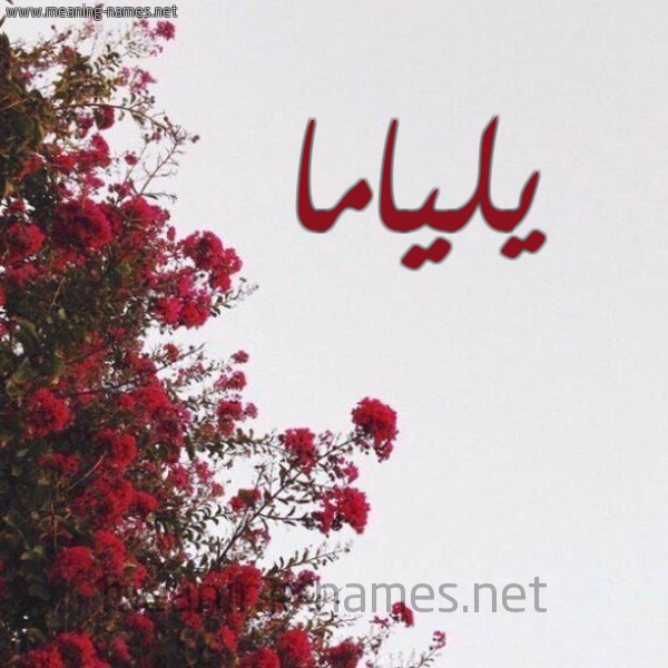 شكل 18 صوره الورد الأحمر للإسم بخط رقعة صورة اسم يلياما Liama