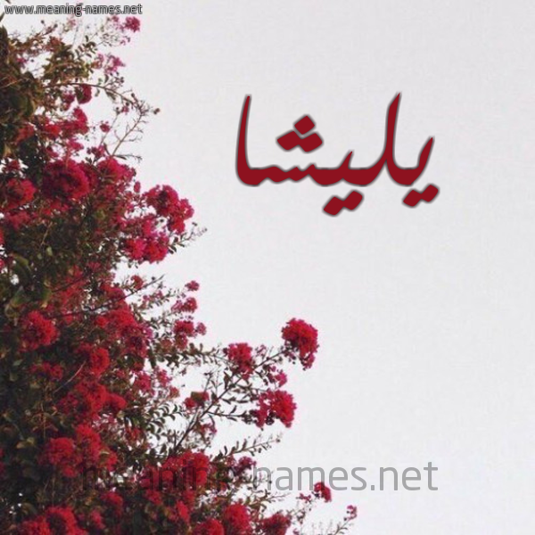 شكل 18 صوره الورد الأحمر للإسم بخط رقعة صورة اسم يليشا Licha