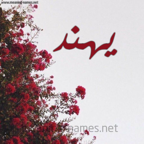شكل 18 صوره الورد الأحمر للإسم بخط رقعة صورة اسم يهند Hend