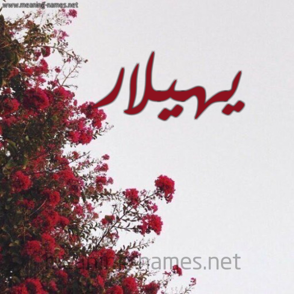 شكل 18 صوره الورد الأحمر للإسم بخط رقعة صورة اسم يهيلار Hilar