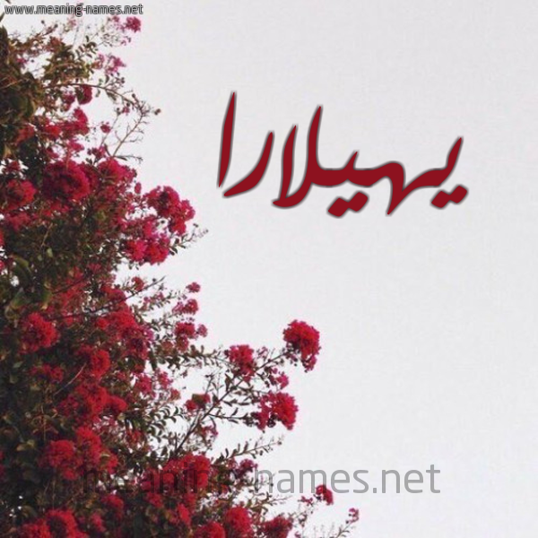 شكل 18 صوره الورد الأحمر للإسم بخط رقعة صورة اسم يهيلارا Hilara