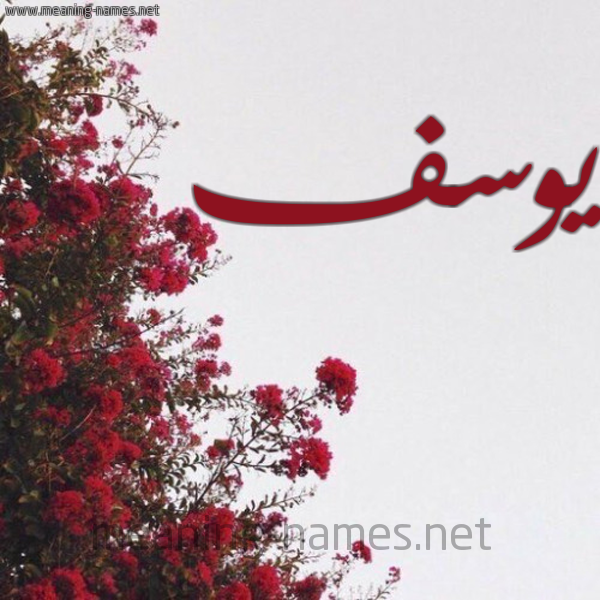 شكل 18 صوره الورد الأحمر للإسم بخط رقعة صورة اسم يوسف Yousef
