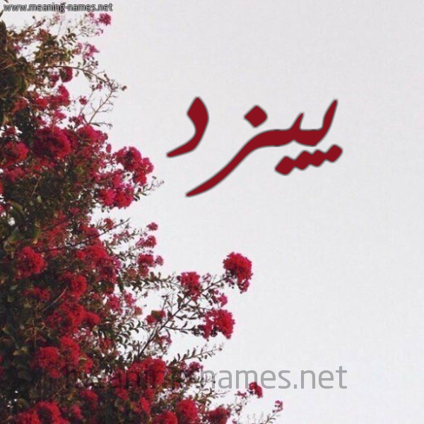 شكل 18 صوره الورد الأحمر للإسم بخط رقعة صورة اسم ييزد Yazad