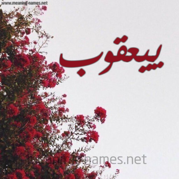 شكل 18 صوره الورد الأحمر للإسم بخط رقعة صورة اسم ييعقوب Yaqoob