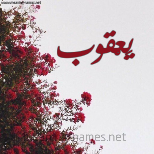 شكل 18 صوره الورد الأحمر للإسم بخط رقعة صورة اسم يَعْقوب IAAQOB