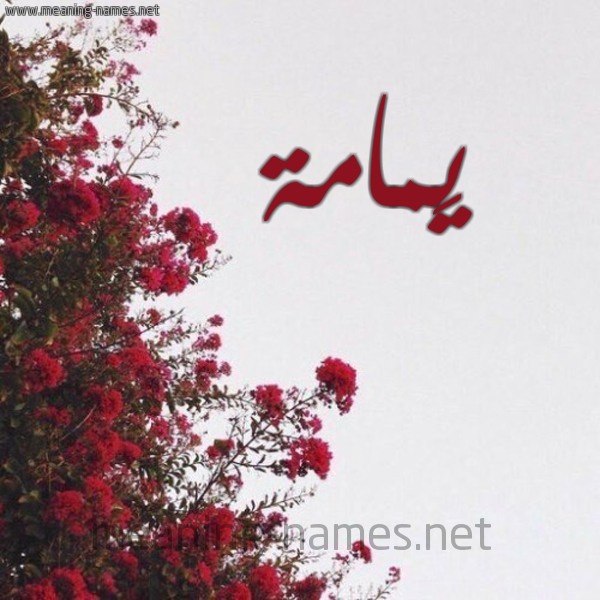 شكل 18 صوره الورد الأحمر للإسم بخط رقعة صورة اسم يَمامة IAMAMH