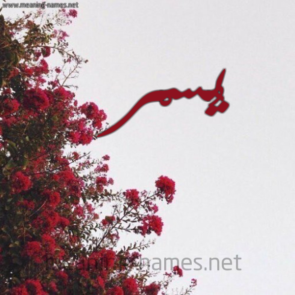 شكل 18 صوره الورد الأحمر للإسم بخط رقعة صورة اسم يُسْر yosr