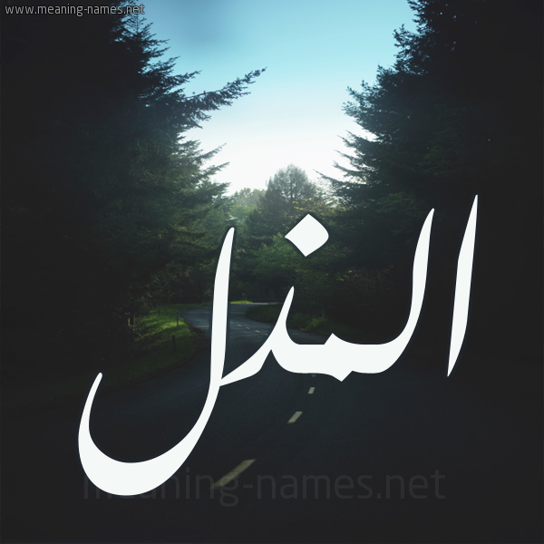 شكل 19 صوره طريق بين الشجر بخط رقعة
