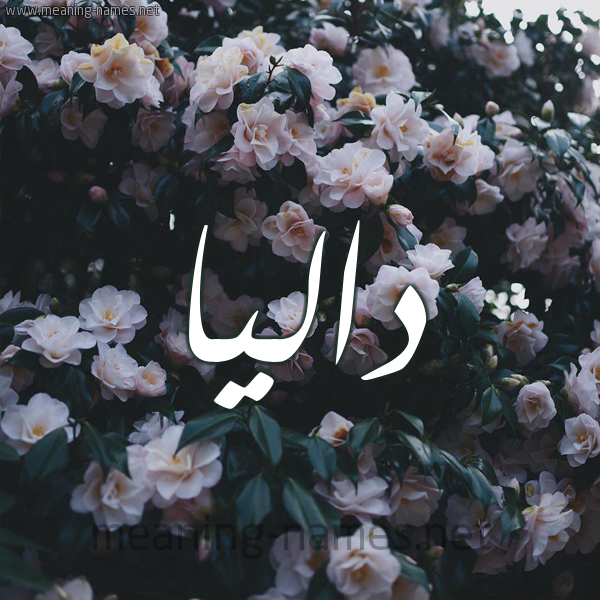 داليا شكل 11 صوره ورود فل وياسمين للإسم بخط رقعة كتابة على الورد 2021